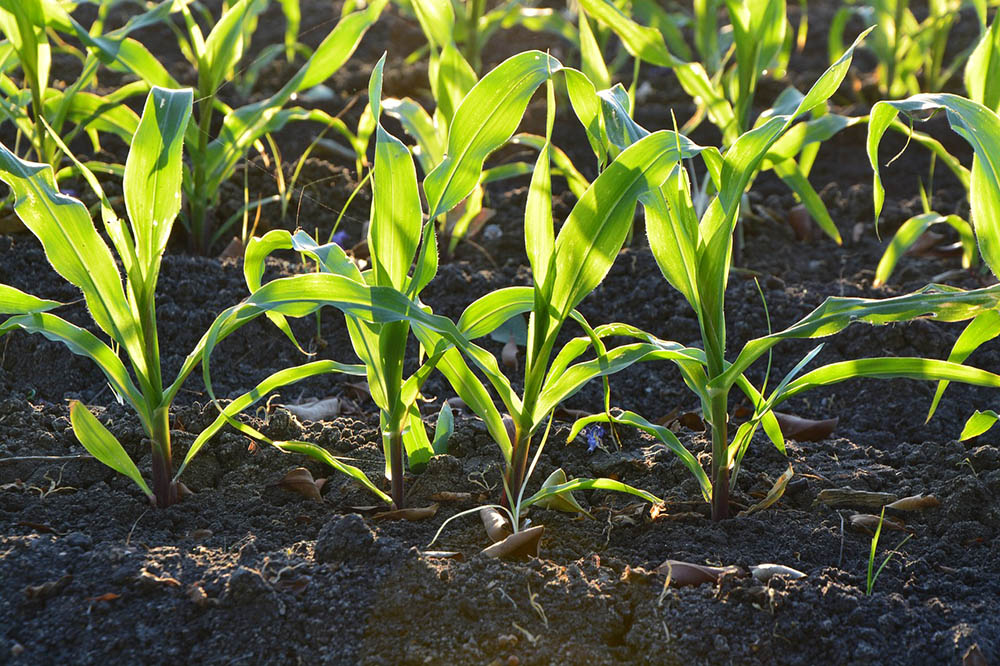 Bioplasty alebo koniec konvenčným plastom, november 2019